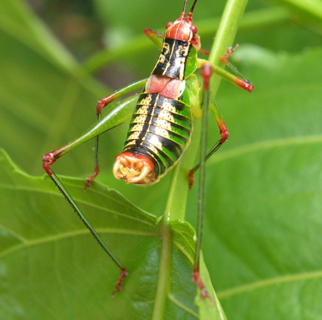 Grossi ortotteri greci